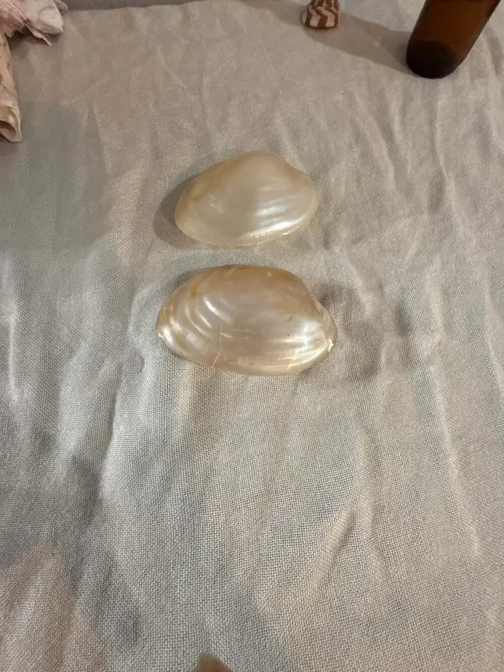 Natural Polished Golden Mother of Pearl Mussel Shell Pair Decor